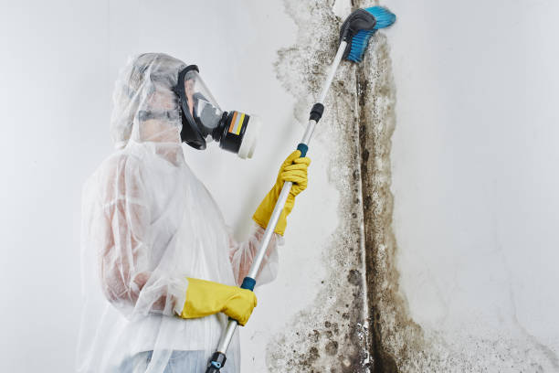 Best Attic Mold Remediation in Shoreview, MN