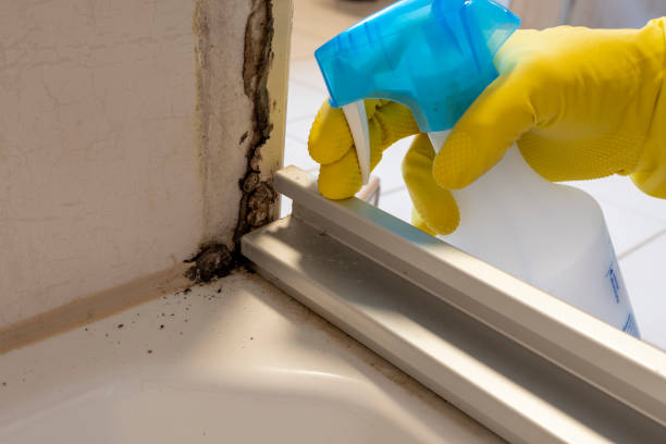 Best Residential Mold Remediation in Shoreview, MN