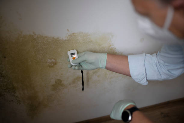 Best White Mold Remediation in Shoreview, MN