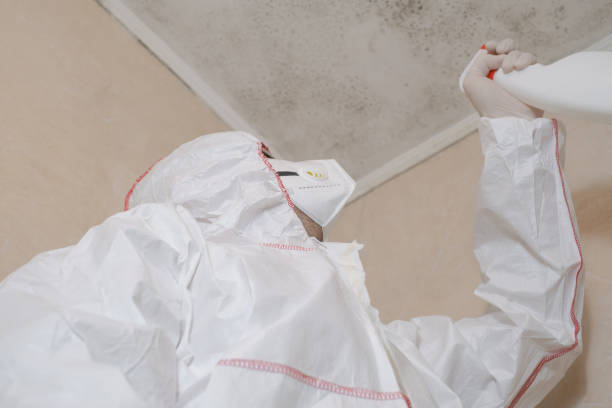 Best Post-Flood Mold Remediation in Shoreview, MN