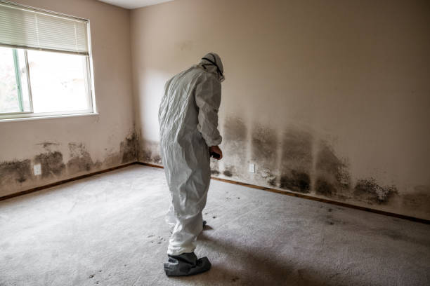 Best Health and Safety Mold Remediation in Shoreview, MN