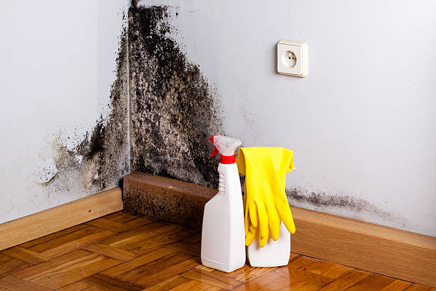 Best Crawl Space Mold Remediation in Shoreview, MN