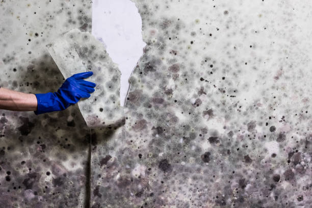 Best Black Mold Remediation in Shoreview, MN