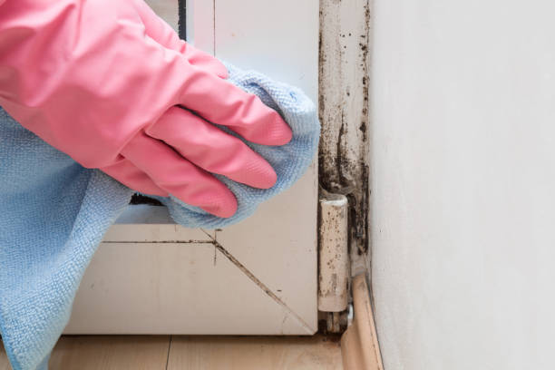 Best DIY Mold Remediation Support Services in Shoreview, MN